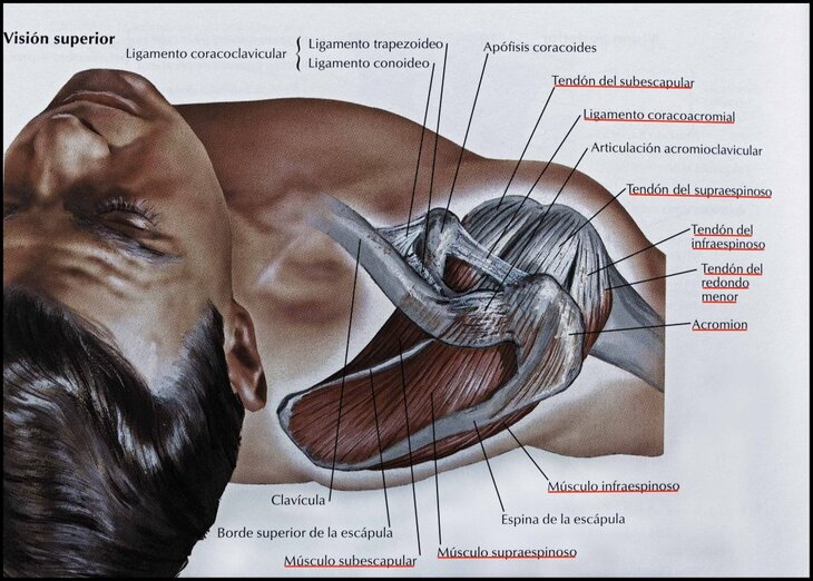 sindrome-subacromial